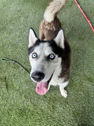 adoptable Dog in Miami, FL named TOBY
