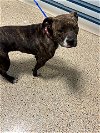 adoptable Dog in miami, FL named RILEY