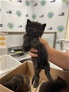 adoptable Cat in miami, FL named SUSAN