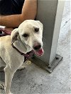 adoptable Dog in miami, FL named SUNSHINE