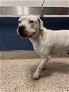 adoptable Dog in miami, FL named BOBBY