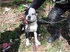 adoptable Dog in miami, FL named VASO