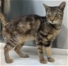 adoptable Cat in miami, FL named SALLY