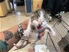 adoptable Cat in miami, FL named BENNY