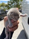 adoptable Cat in miami, FL named ROXY