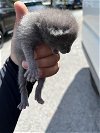 adoptable Cat in miami, FL named TIM