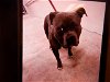 adoptable Dog in miami, FL named ROY