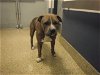 adoptable Dog in , FL named BRUCE