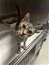 adoptable Cat in miami, FL named MILA