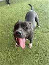 adoptable Dog in  named WHISKEY