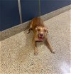 adoptable Dog in  named CHARLOTTE