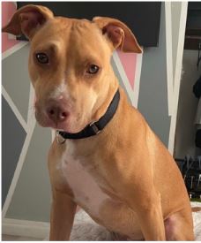 adoptable Dog in Miami, FL named CHARLOTTE