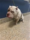 adoptable Dog in miami, FL named ROCCO