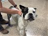 adoptable Dog in miami, FL named CARLITOS
