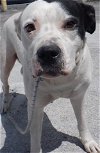 adoptable Dog in miami, FL named VICTORIA