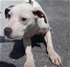 adoptable Dog in miami, FL named VIVIANE