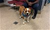 adoptable Dog in , FL named BUTCH