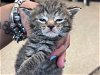 adoptable Cat in miami, FL named TIGER