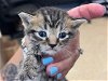 adoptable Cat in miami, FL named TATE