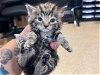 adoptable Cat in miami, FL named TUCKER