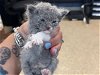 adoptable Cat in miami, FL named TOM
