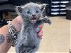 adoptable Cat in miami, FL named TASHA