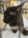 adoptable Cat in miami, FL named VADER