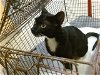 adoptable Cat in miami, FL named STAR