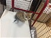 adoptable Cat in miami, FL named STARBUCKS