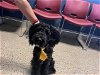 adoptable Dog in miami, FL named BOW