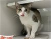 adoptable Cat in miami, FL named SILVER