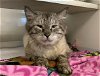adoptable Cat in miami, FL named RUBIO