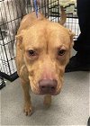 adoptable Dog in  named BOWIE