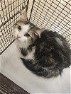 adoptable Cat in miami, FL named TITA