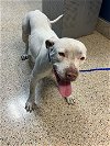 adoptable Dog in miami, FL named PUKKA