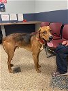 adoptable Dog in miami, FL named ROCKET