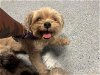 adoptable Dog in miami, FL named BONNIE