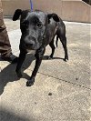 adoptable Dog in miami, FL named SASHA