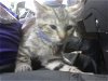 adoptable Cat in miami, FL named NITRO