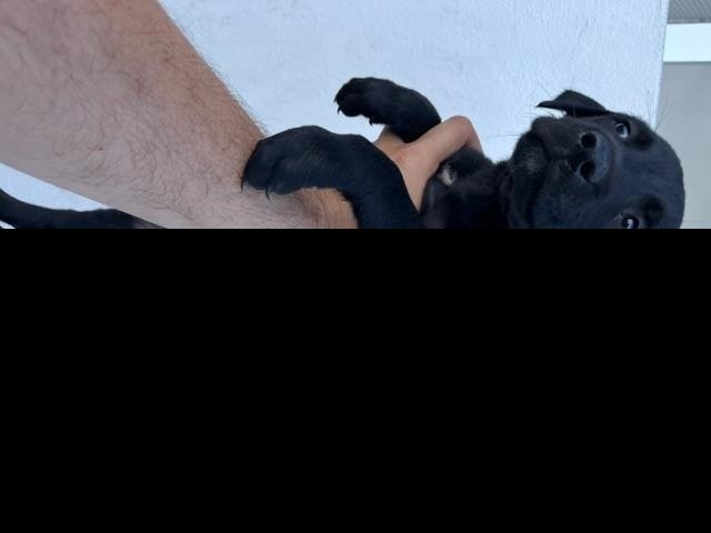 adoptable Dog in Miami, FL named ONYX