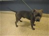 adoptable Dog in , FL named BROLY