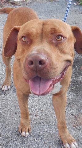 adoptable Dog in Miami, FL named TYSON