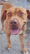adoptable Dog in  named TYSON