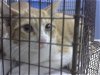 adoptable Cat in miami, FL named WALKER