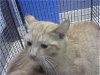 adoptable Cat in miami, FL named TANK