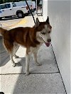 adoptable Dog in miami, FL named BALTO