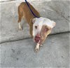 adoptable Dog in , FL named BROCCOLI
