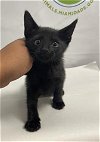 adoptable Cat in miami, FL named QUIZZEL