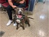 adoptable Dog in miami, FL named PANGO