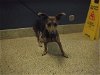 adoptable Dog in miami, FL named ROSIE